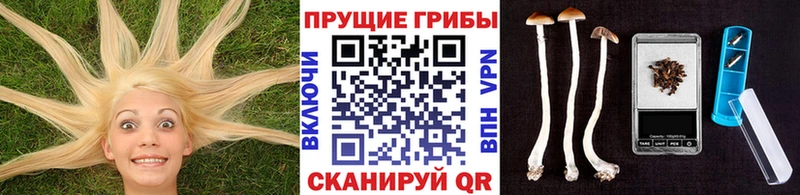 Псилоцибиновые грибы Cubensis  Гай 